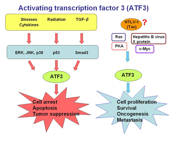 ATF3 - meddic