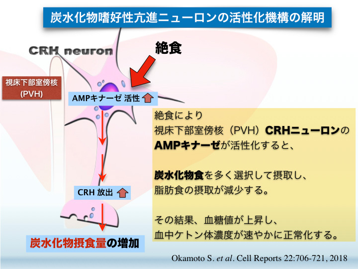 炭水化物嗜好性亢進ニューロンの活性化構造の解明
