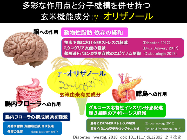 多彩な作用点と分子機構を併せ持つ玄米機能成分：γ-オリザノール