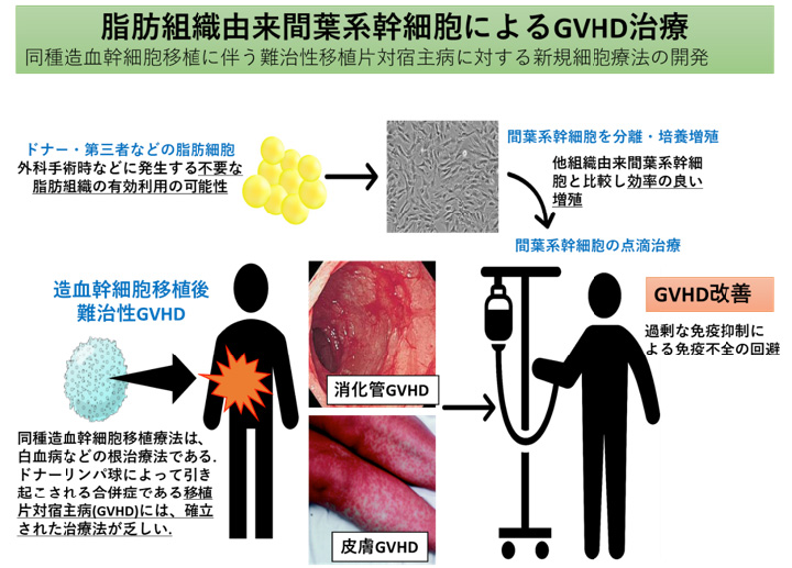 脂肪組織由来間葉系幹細胞によるGVHD治療